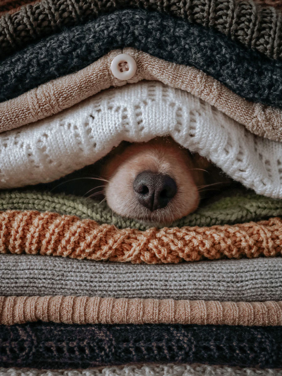 dog nose cozy blankets